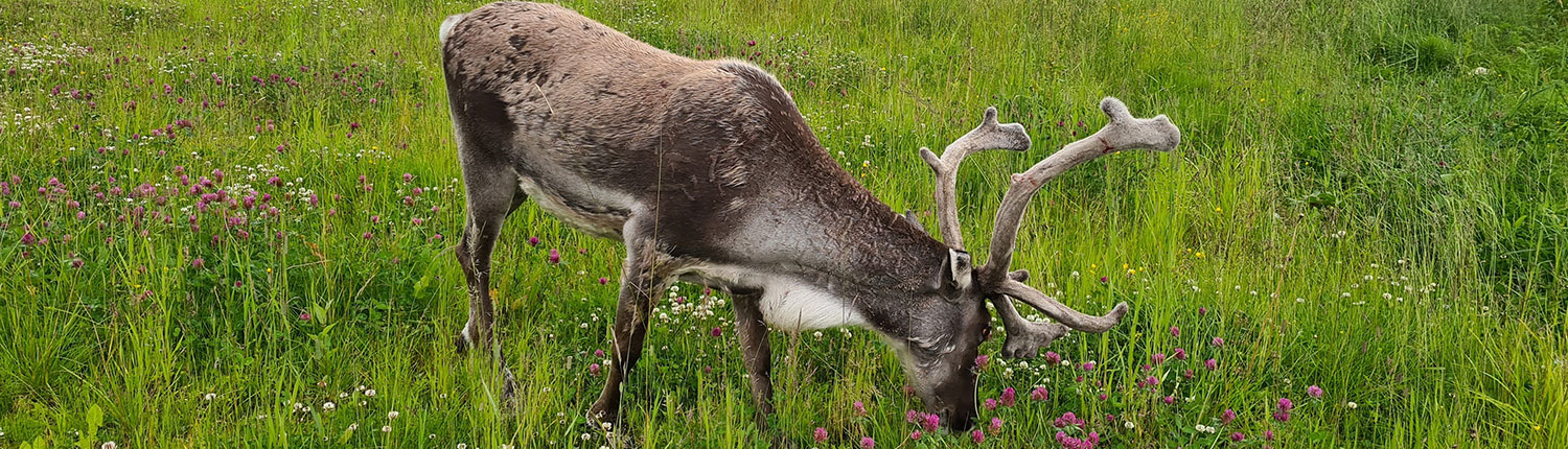 En rein som beiter på blomstereng